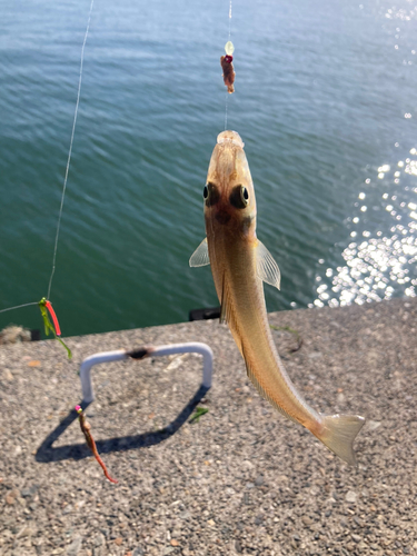 シロギスの釣果