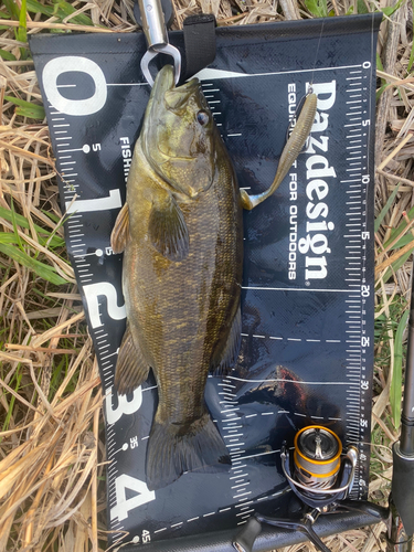 スモールマウスバスの釣果