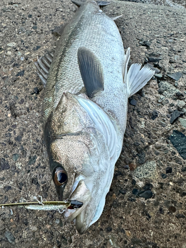 スズキの釣果