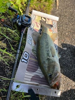 ラージマウスバスの釣果