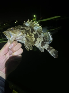 タケノコメバルの釣果