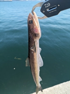 エソの釣果