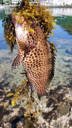 オオモンハタの釣果