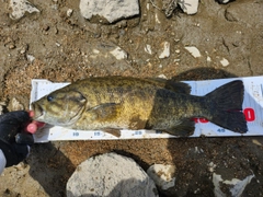 スモールマウスバスの釣果