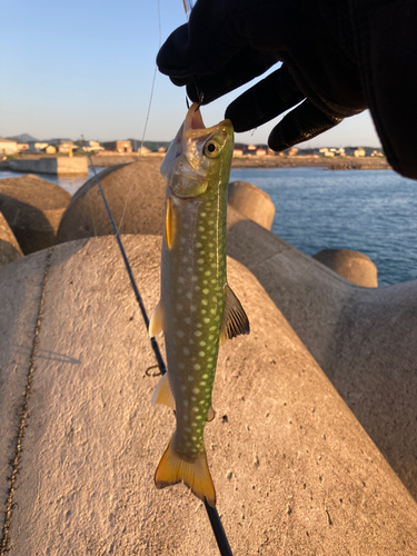 アメマスの釣果