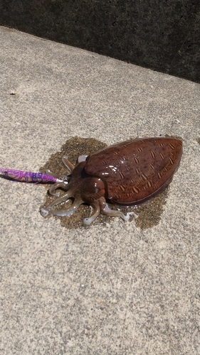 モンゴウイカの釣果