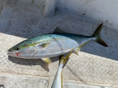 ワラサの釣果