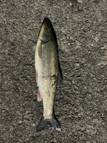 ウグイの釣果