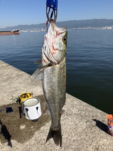 ハネ（マルスズキ）の釣果