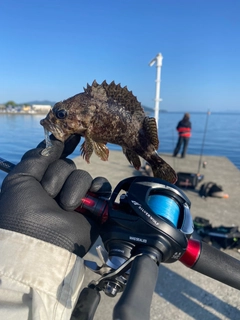 ムラソイの釣果