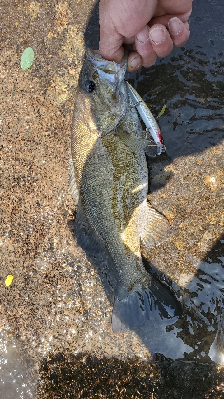 スモールマウスバス