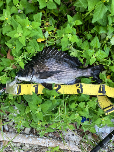 クロダイの釣果