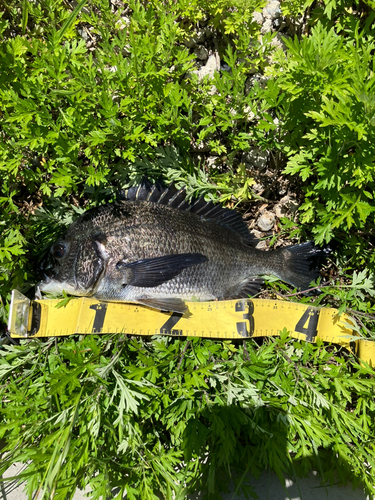 クロダイの釣果