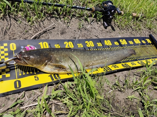 ナマズの釣果