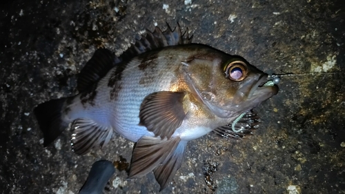 メバルの釣果