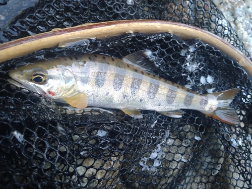 アマゴの釣果