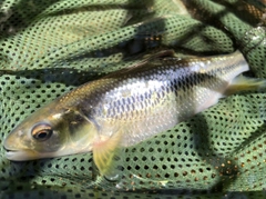 カワムツの釣果