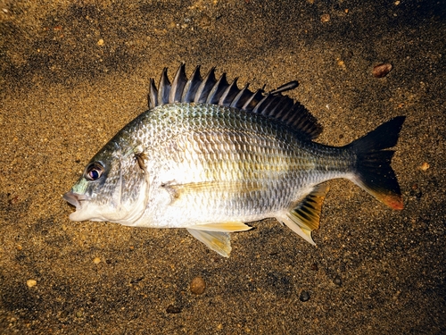 キビレの釣果