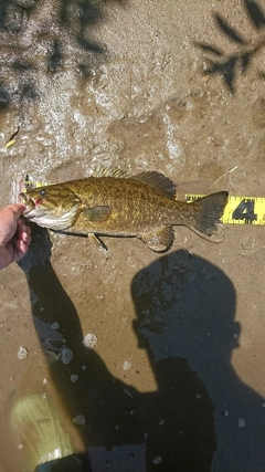 スモールマウスバスの釣果