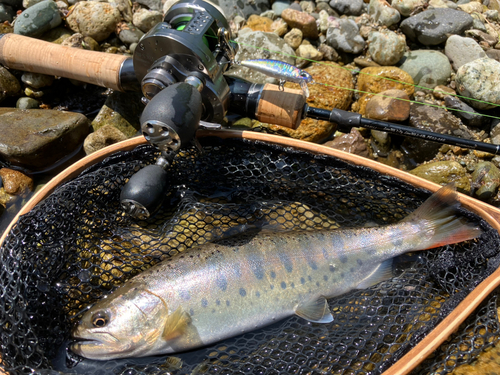 ヤマメの釣果