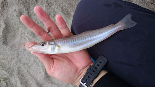 シロギスの釣果