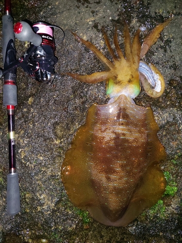 アオリイカの釣果