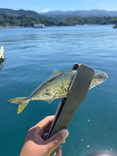 ワカシの釣果