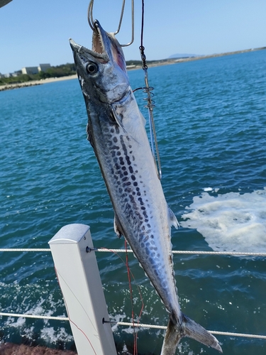 サゴシの釣果