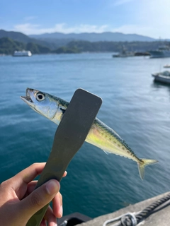 サバの釣果