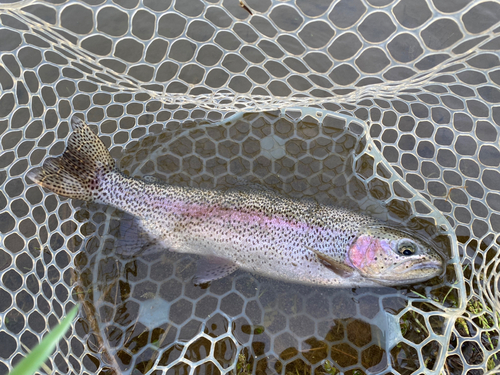 ニジマスの釣果