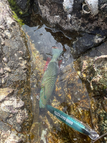 ミツバモチノウオの釣果