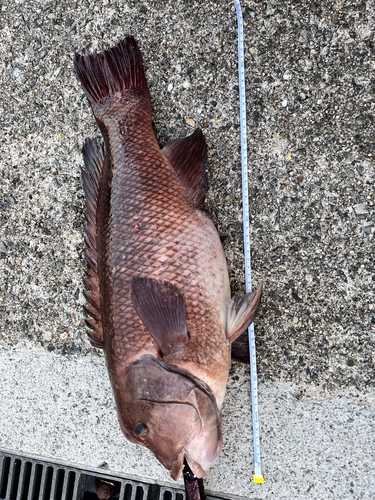 コブダイの釣果