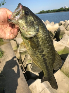 ラージマウスバスの釣果