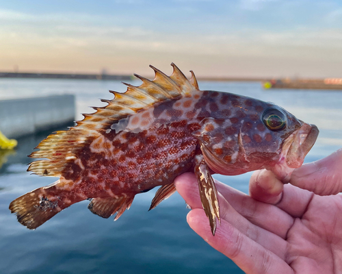 アコウの釣果