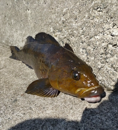 アイナメの釣果