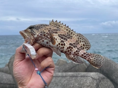 カンモンハタの釣果