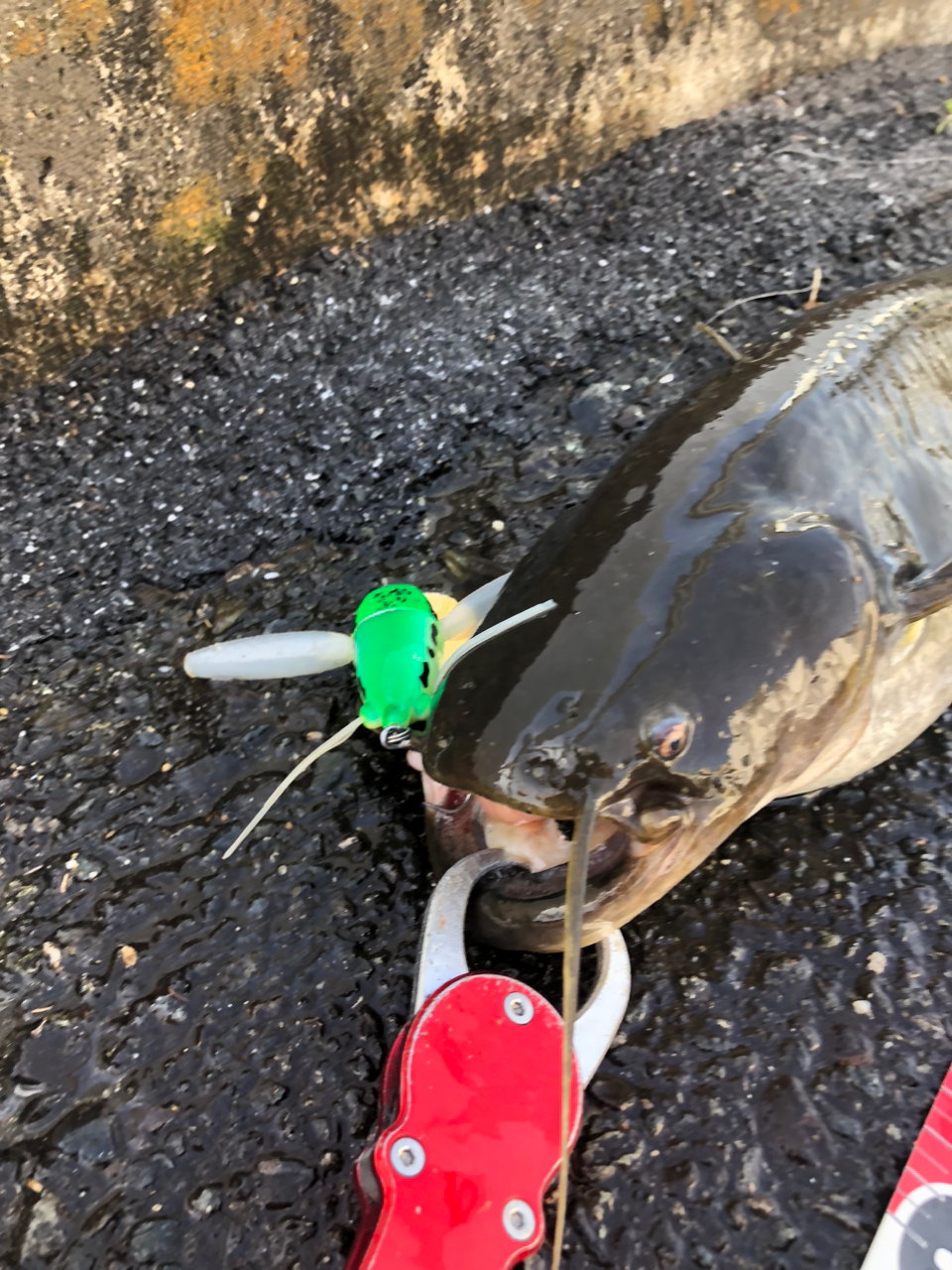 がおちゃんねる(釣り) さんの 2024年05月18日のナマズの釣り・釣果情報 