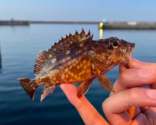 カサゴの釣果