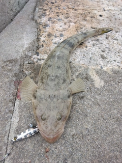 ミナミマゴチの釣果