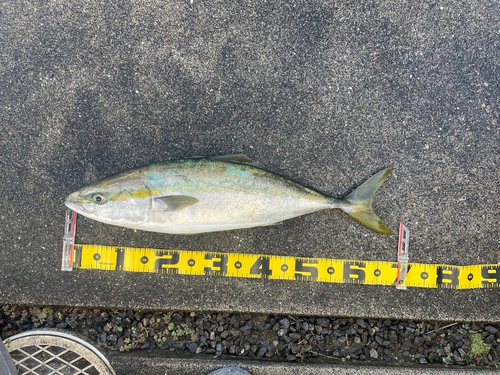 ハマチの釣果