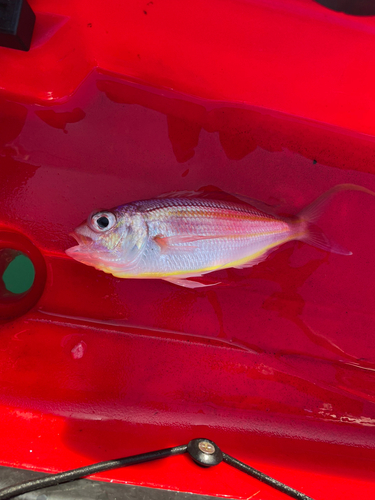 イトヨリダイの釣果