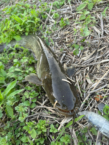 ナマズの釣果