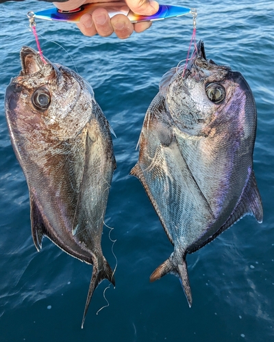 シマガツオの釣果