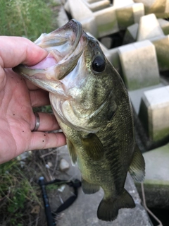 ラージマウスバスの釣果