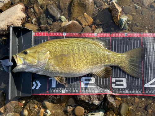 スモールマウスバスの釣果