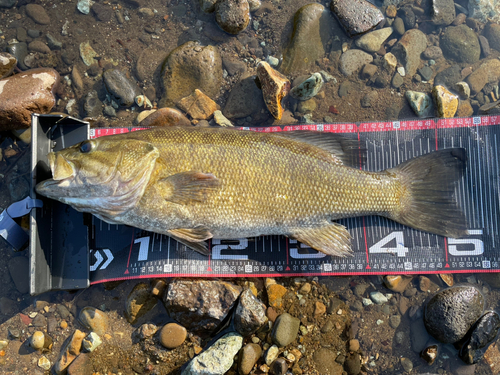 スモールマウスバスの釣果