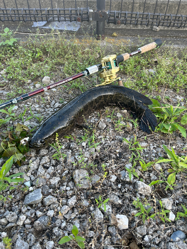 ライギョの釣果