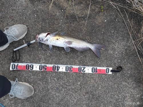 アメリカナマズの釣果