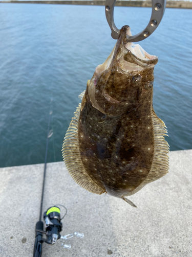 ソゲの釣果