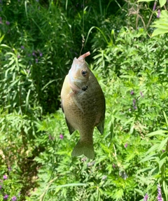 ブルーギルの釣果